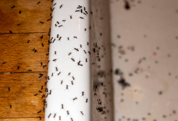 Best Commercial Pest Control Services  in Bohners Lake, WI